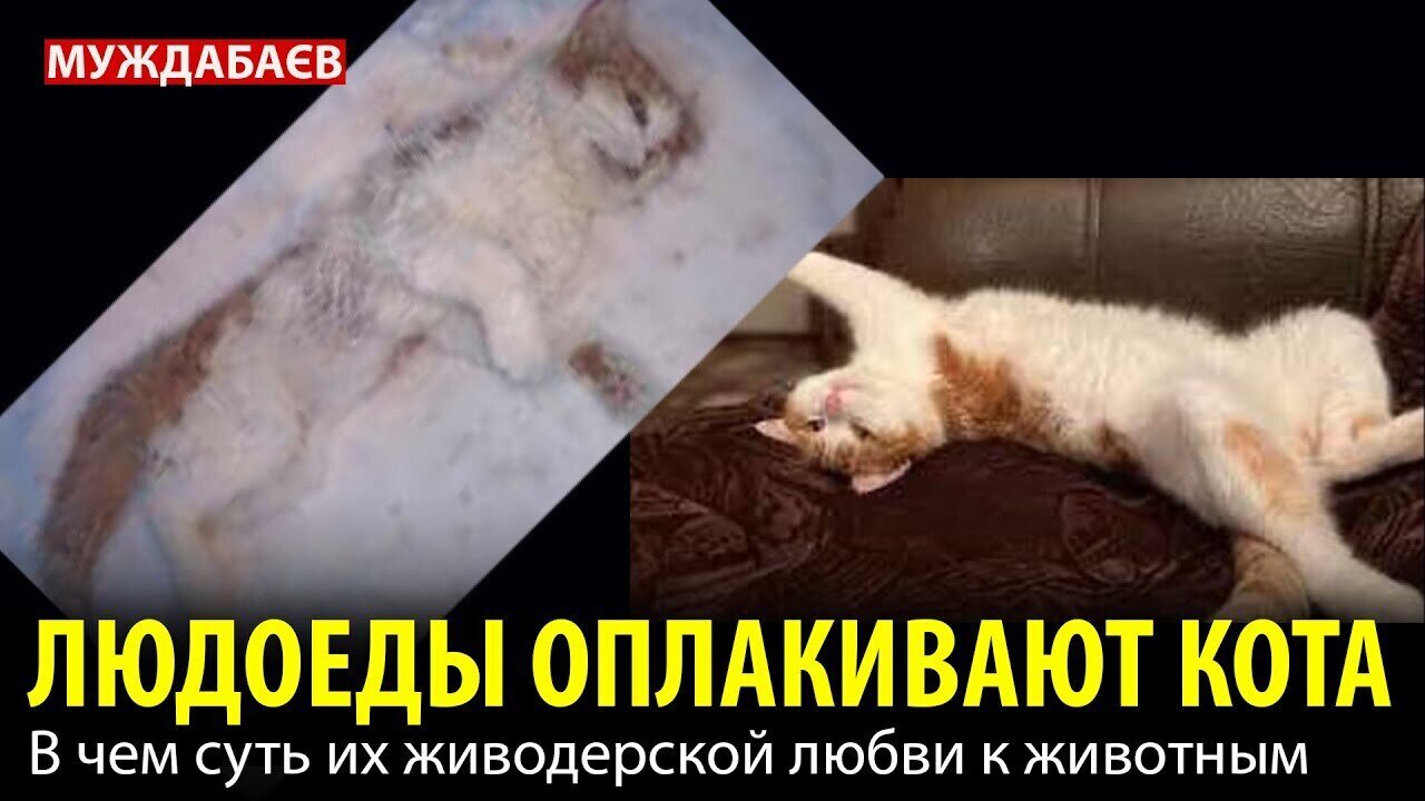ЛЮДОЕДЫ ОПЛАКИВАЮТ КОТА. В чем суть их живодерской любви к животным