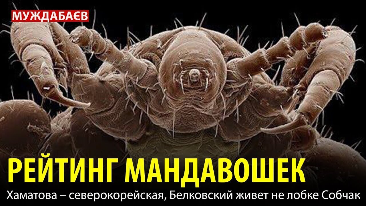 РЕЙТИНГ МАНДАВОШЕК. Хаматова — северокорейская, Белковский живет на лобке Собчак